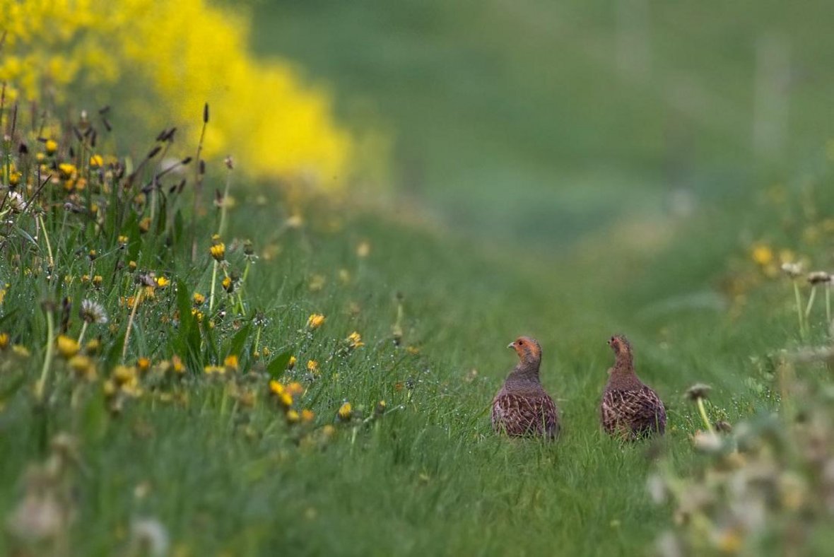 2 Rebhühner auf einem Feldweg